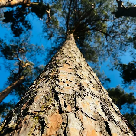 Widac Wydmy * ليبا